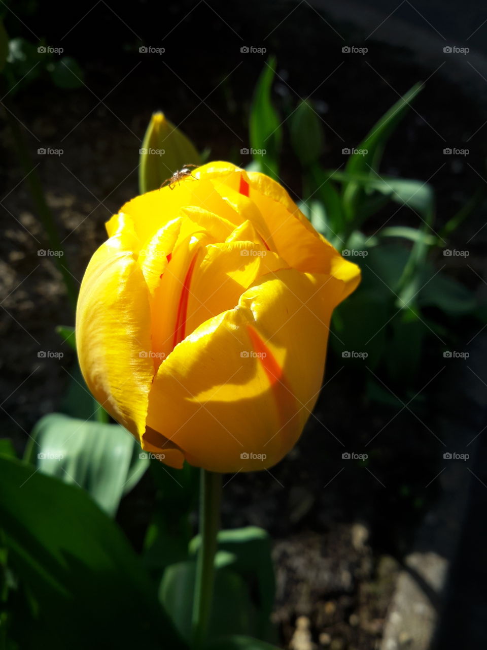 Yellow flower in Poland. Yellow spring flower in sunny day