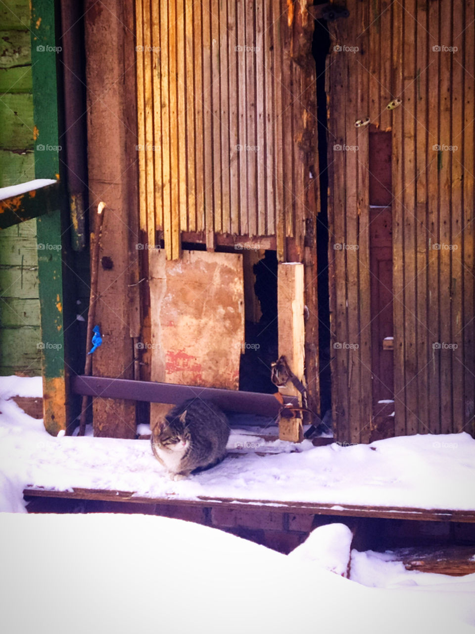 Street cat outdoors in the snow on the background of an old house