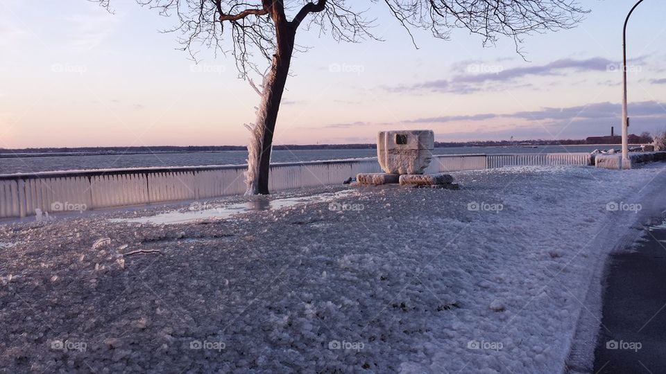 frozen tree