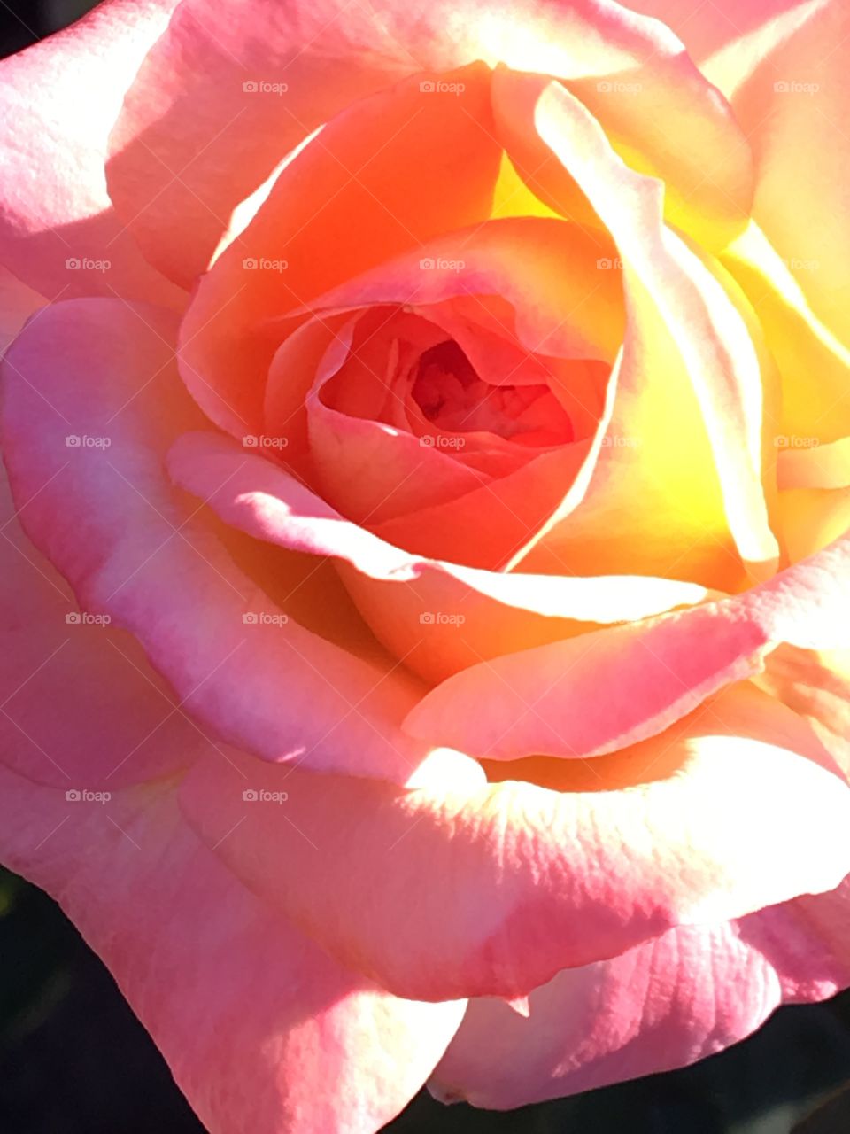 Sun side light a perfect peach coloured rose 