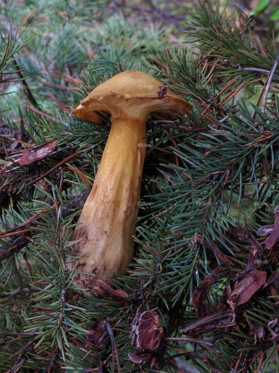 squirrel stashed mushroom