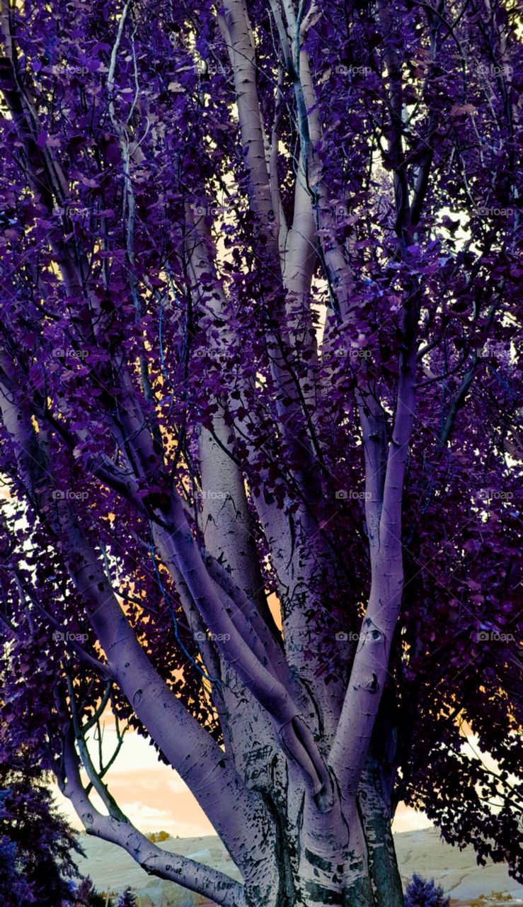 Alternate Universe 🌌
Violet Memories , Purple Haze