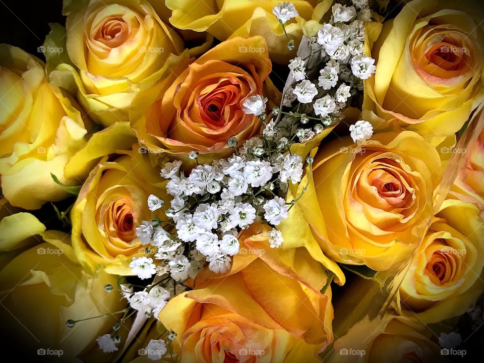 Yellow roses