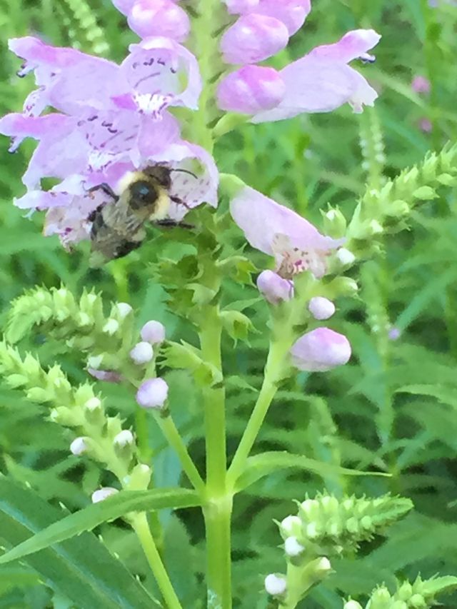 Busy bee
