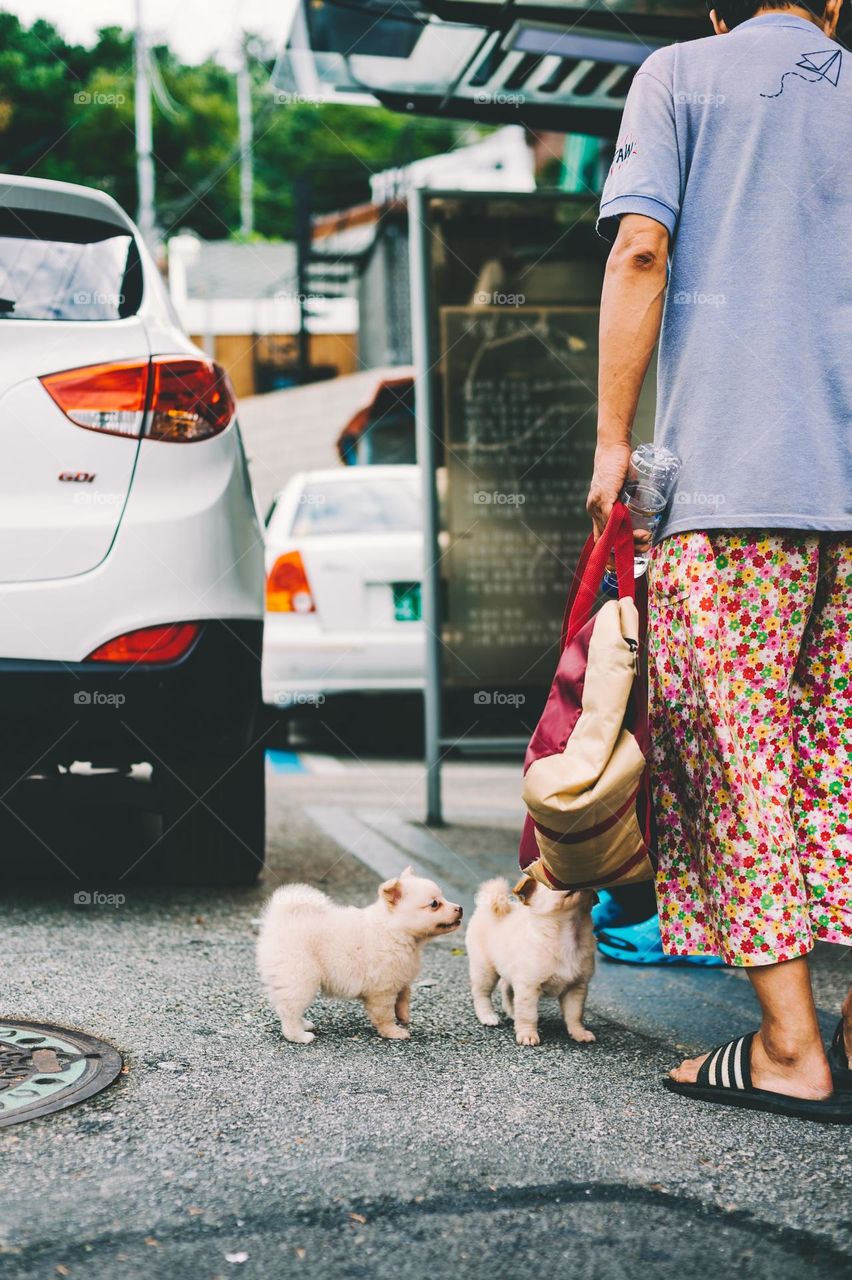 quite beautiful dog puppies