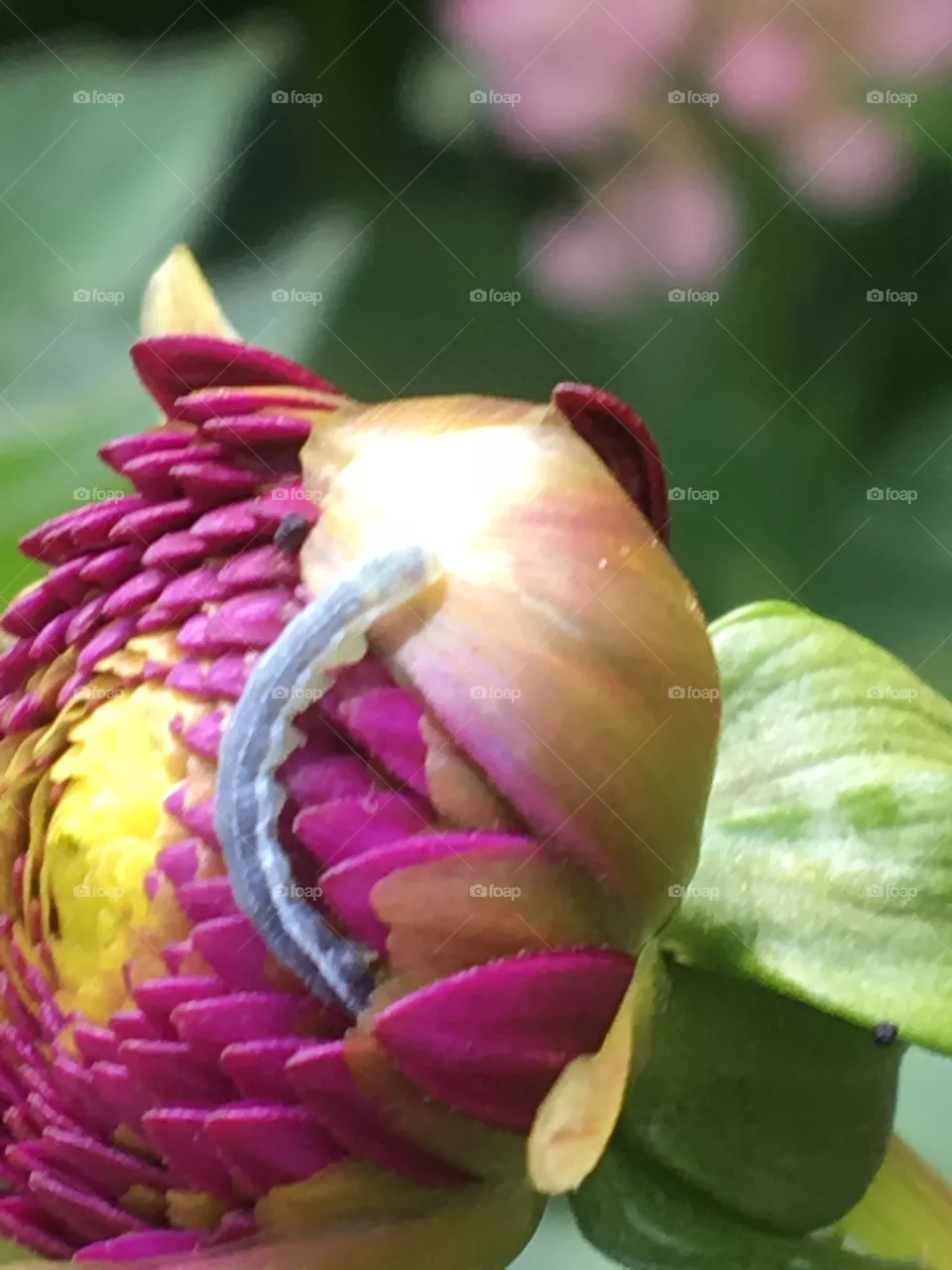 Caterpillar 