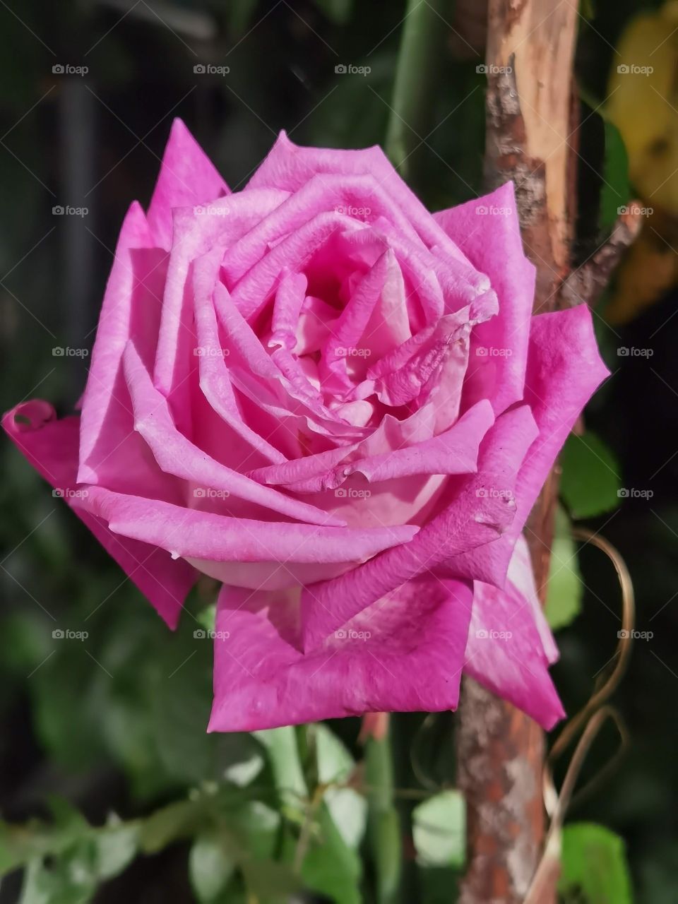 pink rose head