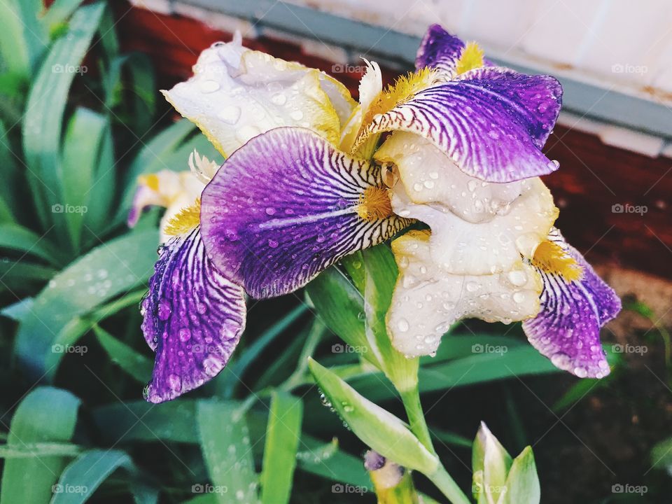 Closeup of summer flower