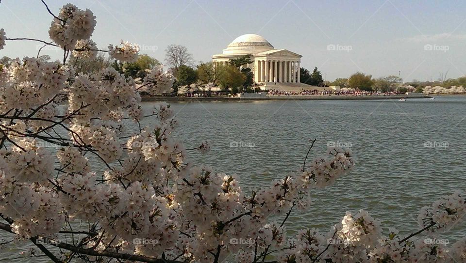 Cherry blossoms at the Jefferson Memorial