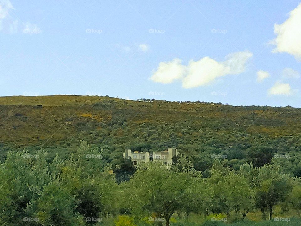 House's between nature