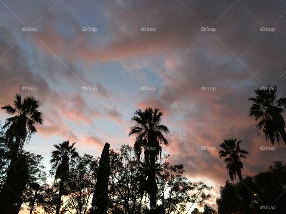 Palm trees silhouetted against a dramatic sunset in Pasadena, California