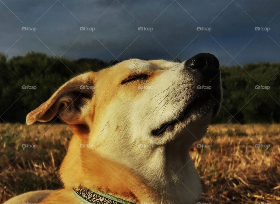 Yellow Lab Retriever Dog