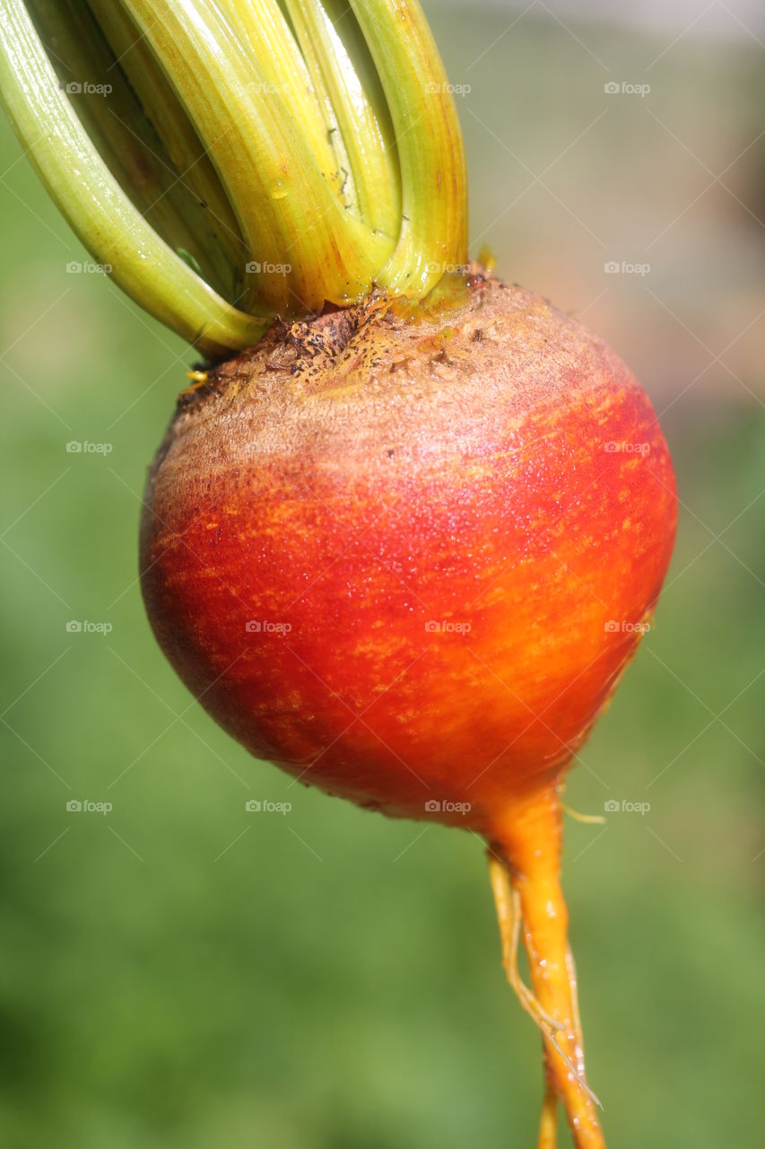 the color orange; golden beet