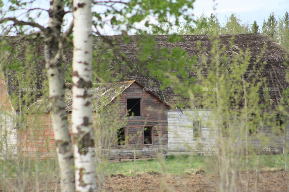 barn within the trees