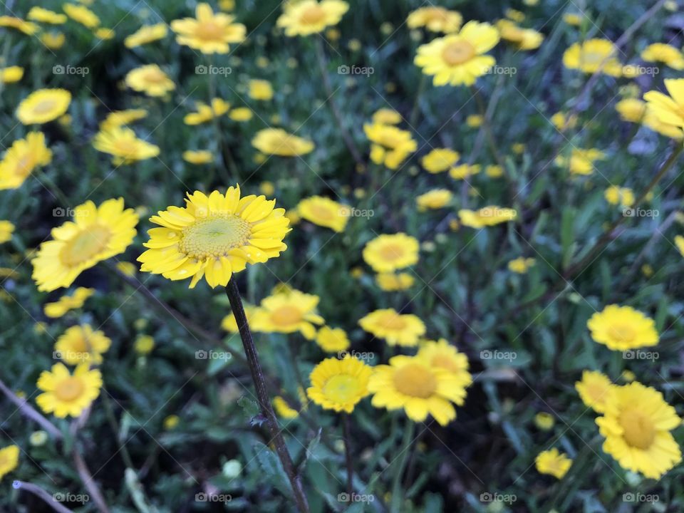 In the garden after the rain 