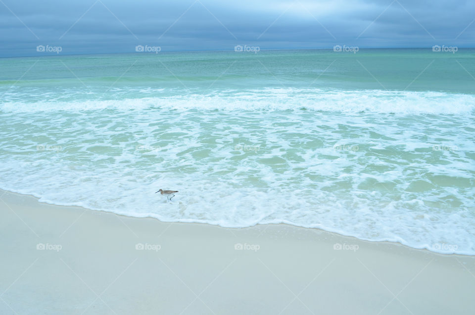 seagull in the surf