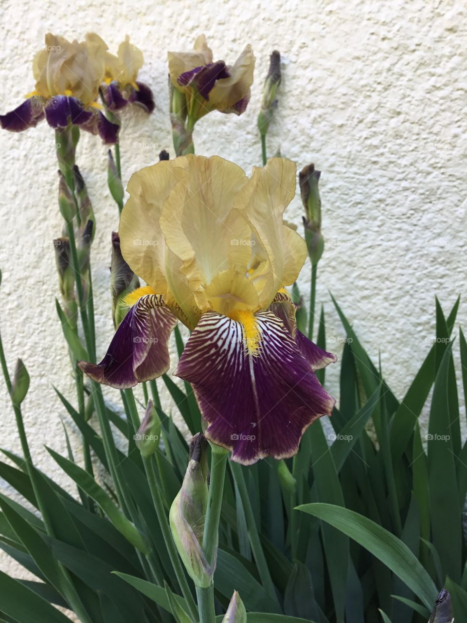 Bearded Iris