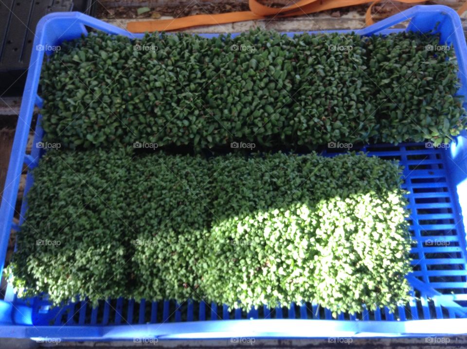 Microgreens growing in trays.
