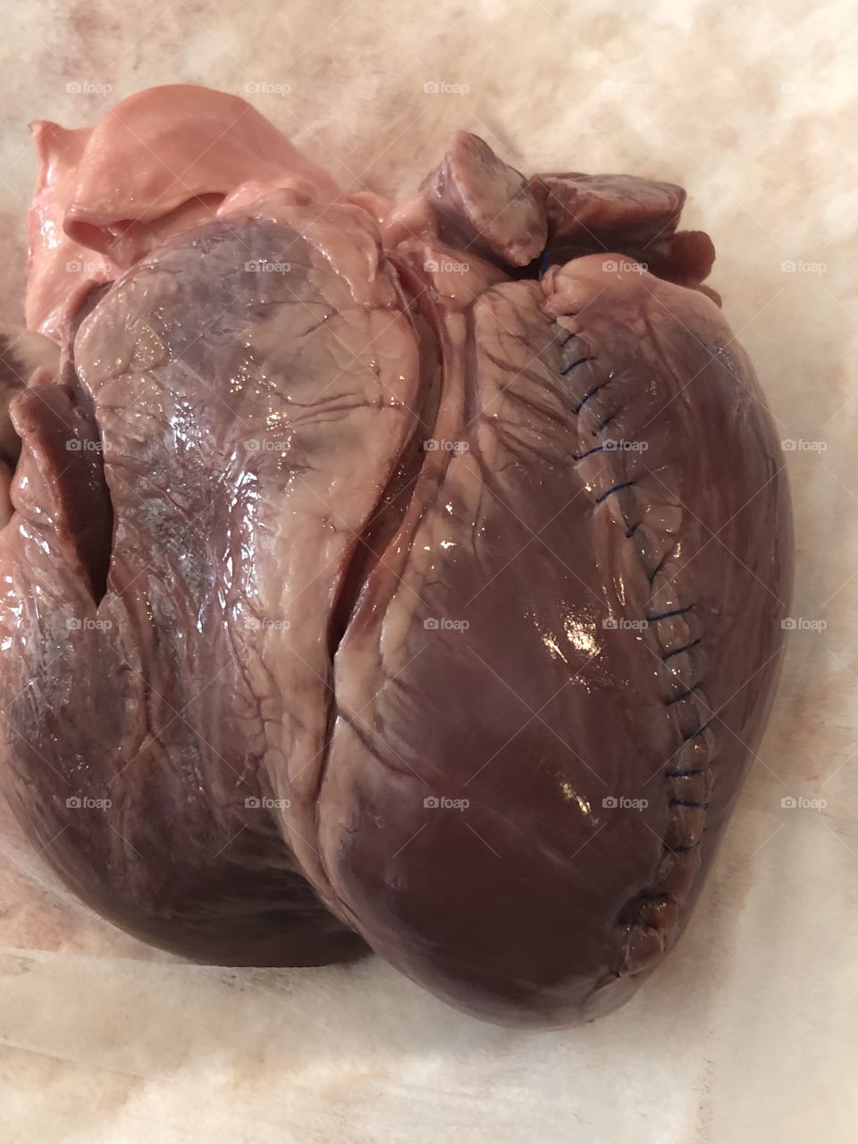 Heart dissection 