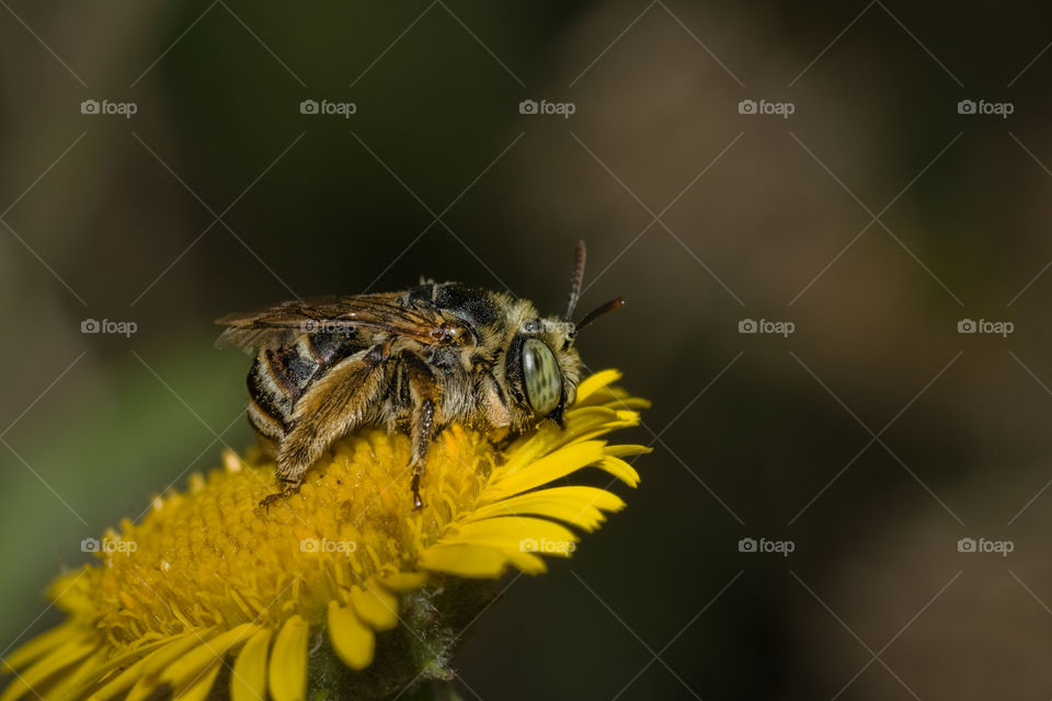 Bumblebee on flower