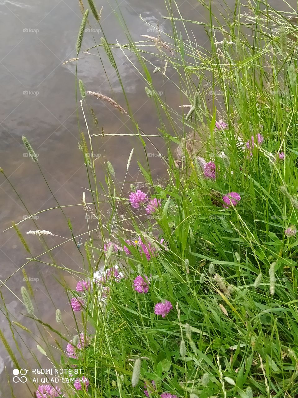 flowers at the pond