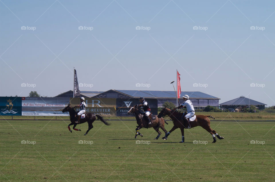 horses boys animals sylt by seeker