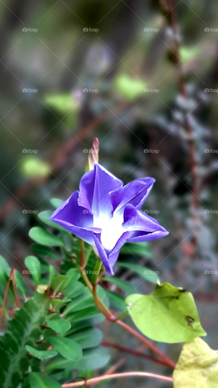 close up of morning glory blooming