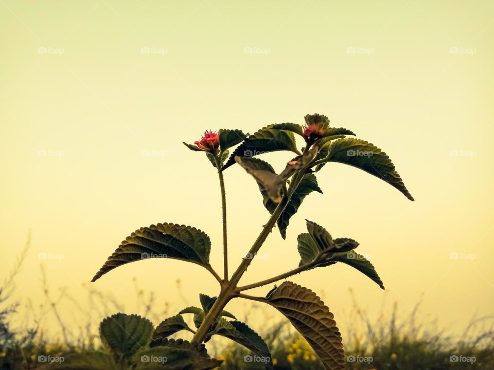 Scenic view of Lantana plant against sky during sunset