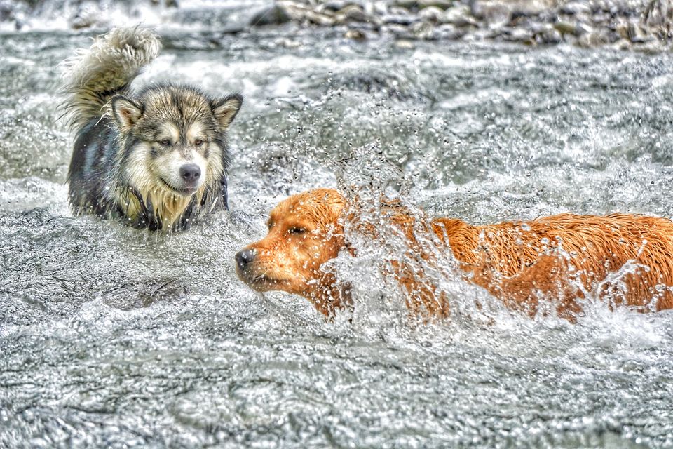 Dogs in wild water