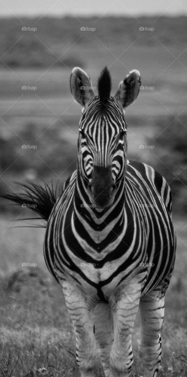 A zebra staredown