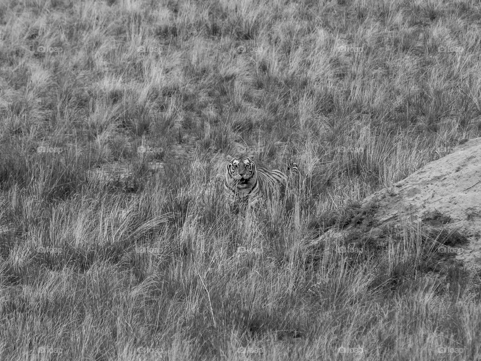 A Bengal tiger blends in with the grass