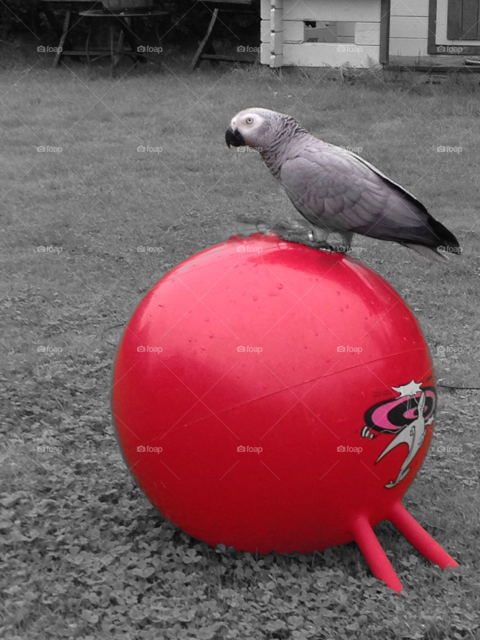 Parrot. Standing on a big ball