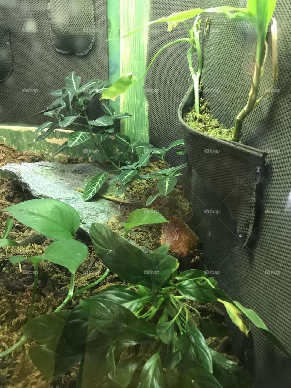 Find the frog in this display  at the Smithsonian national zoo in Washington DC