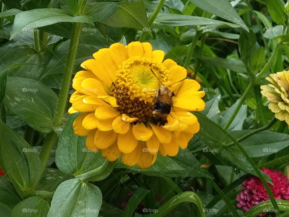 Yellow flower entertaining a bee