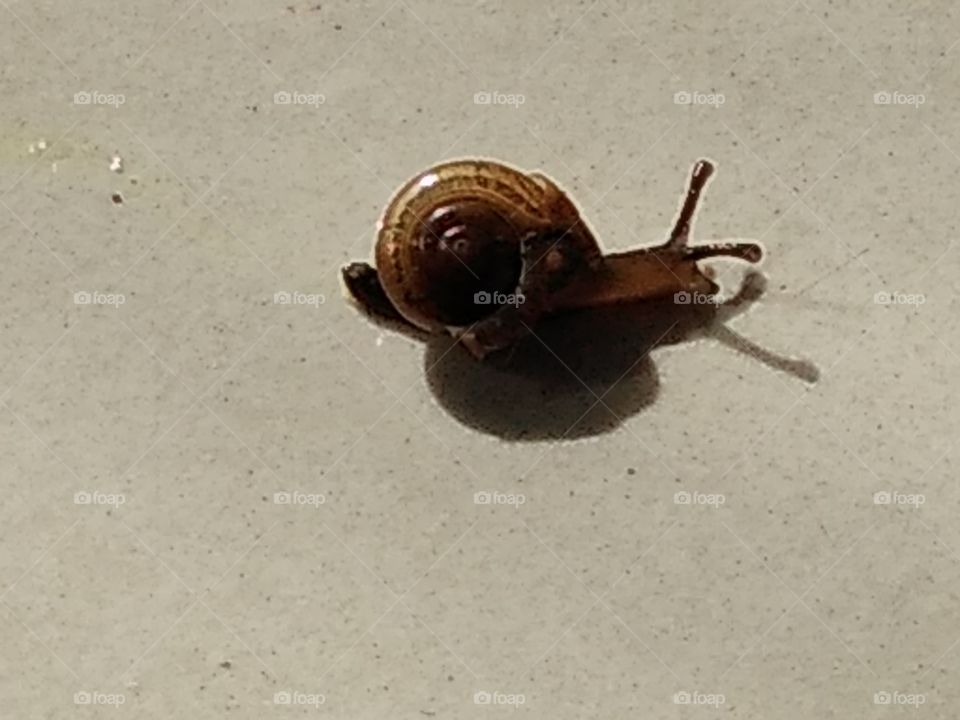 a snail walking on the tile