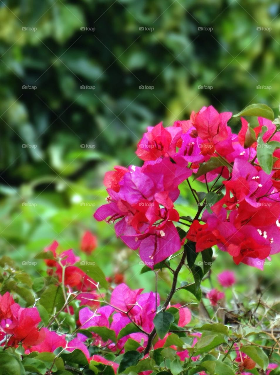 Bougainvilleas