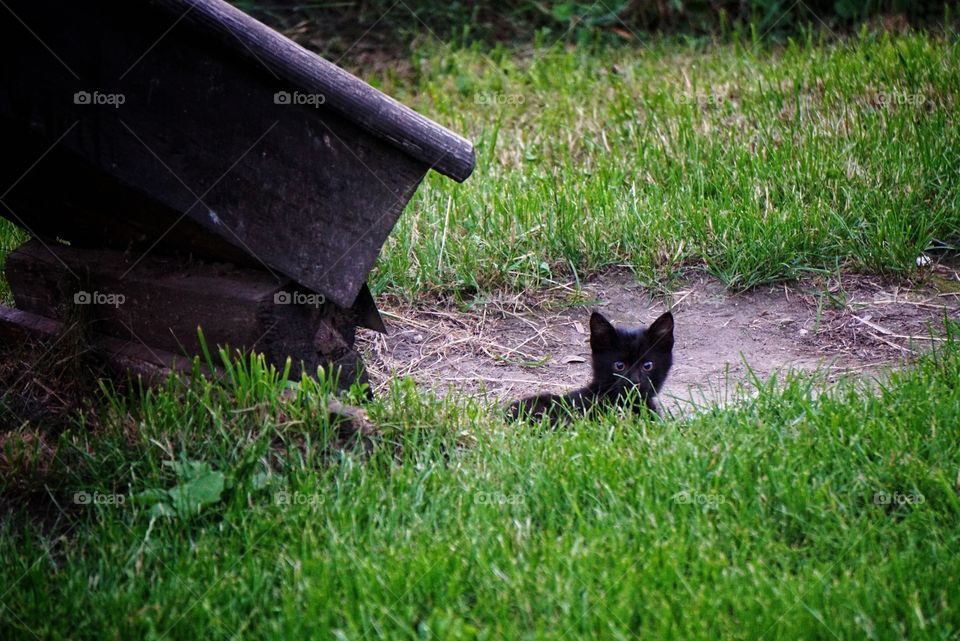 Playful kitten in the Grass 