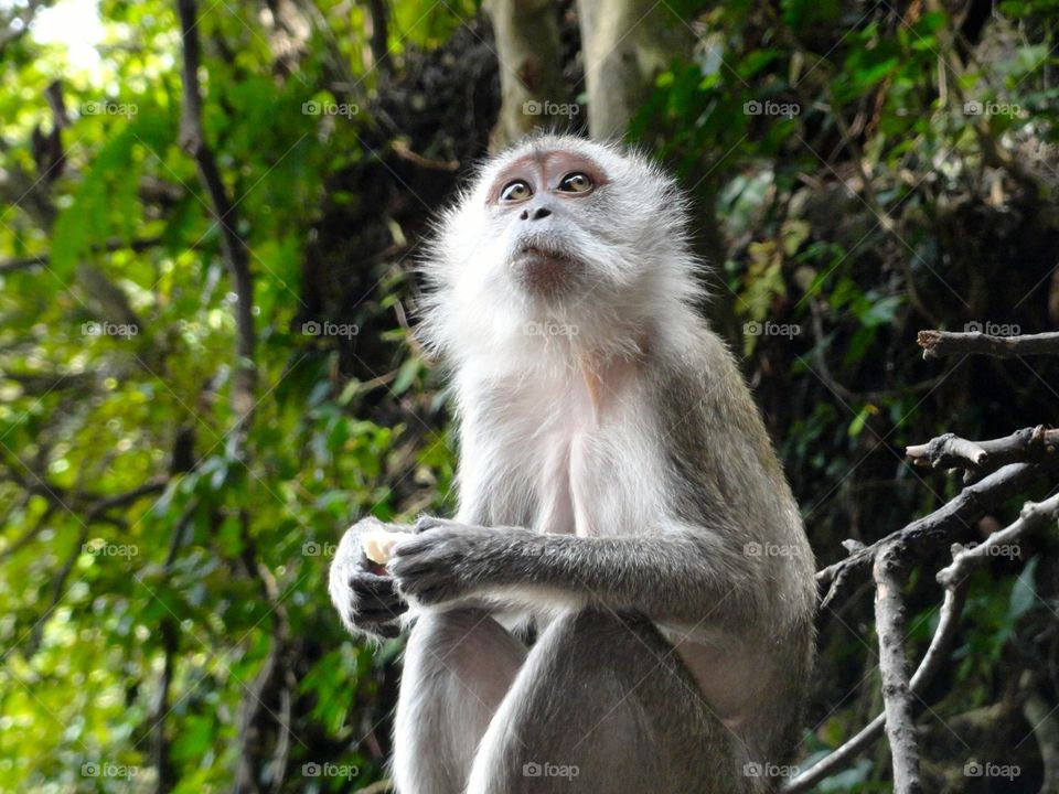 Monkey in Kuala Lumpur