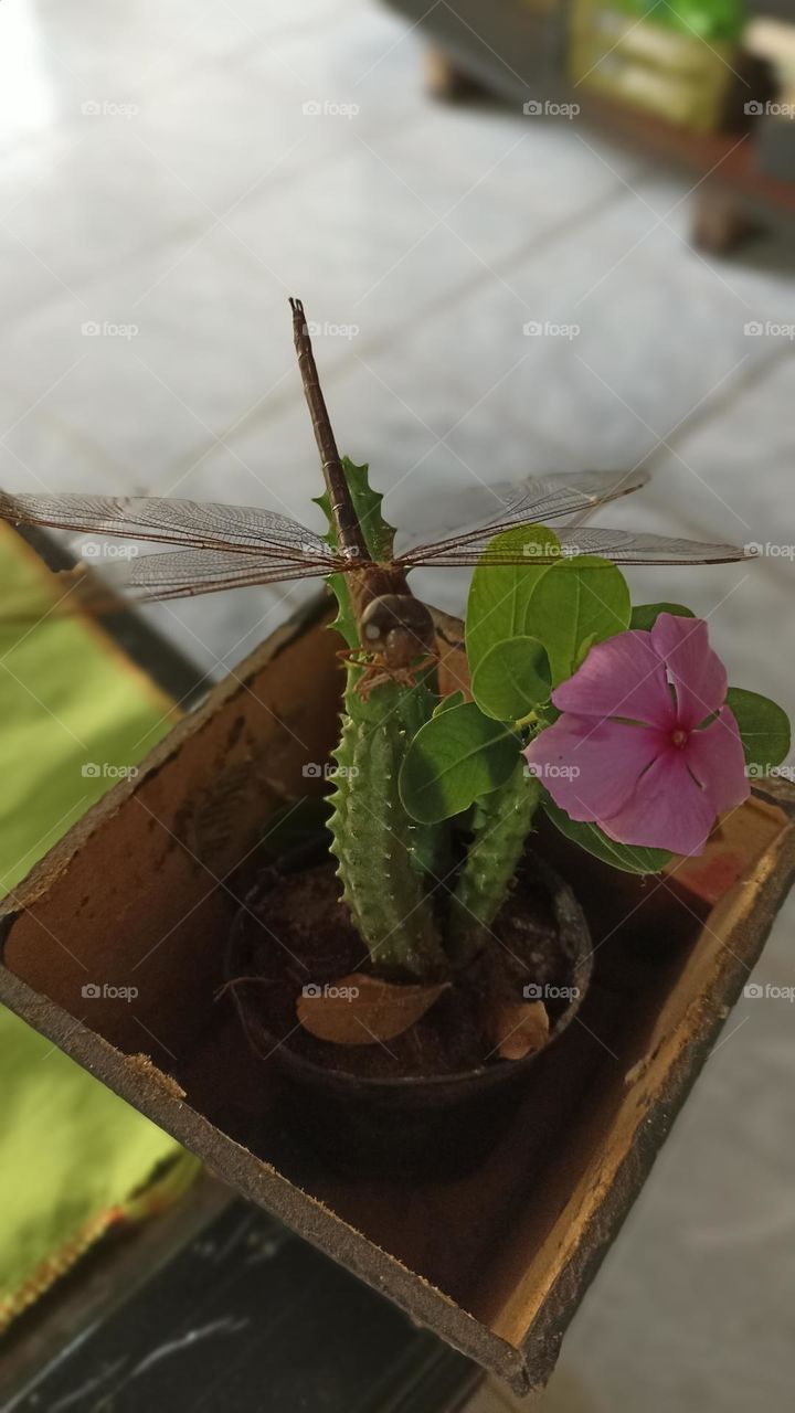 Dragonfly on cactus and flower.