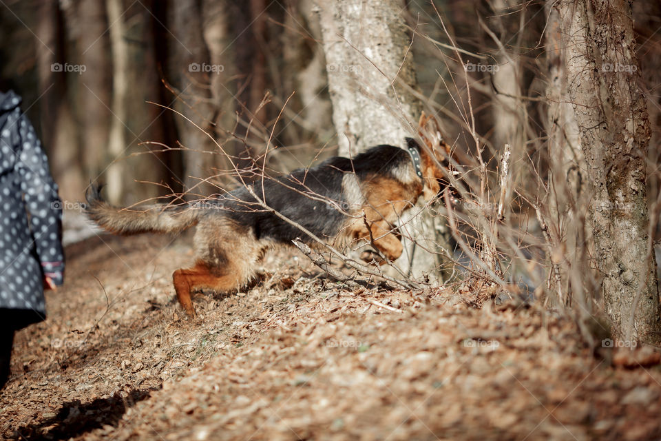 German shepherd 7-th months old puppy in a spring forest at sunny day