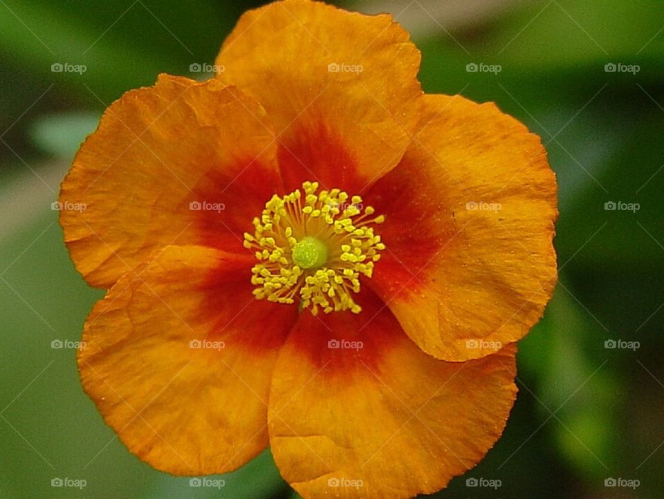 Orange flower
