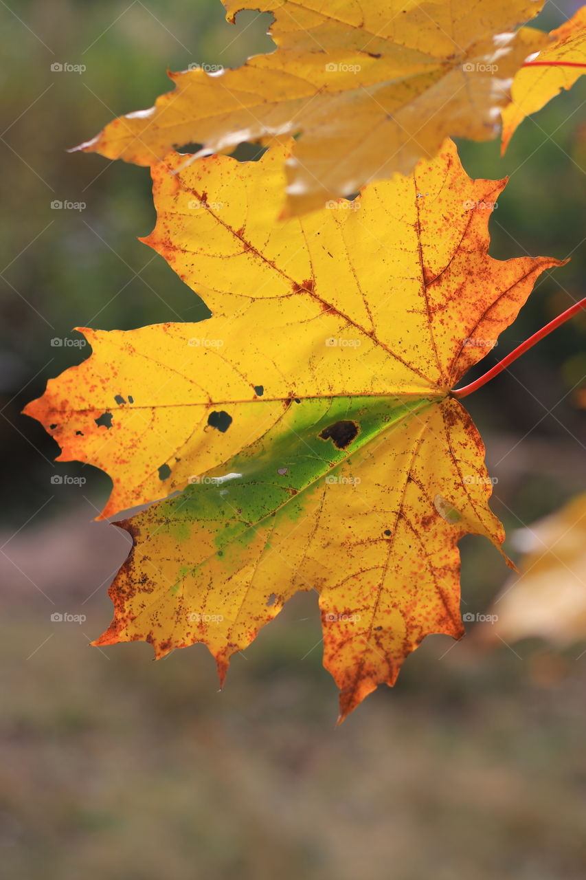 yellowed maple leaf on blurred background