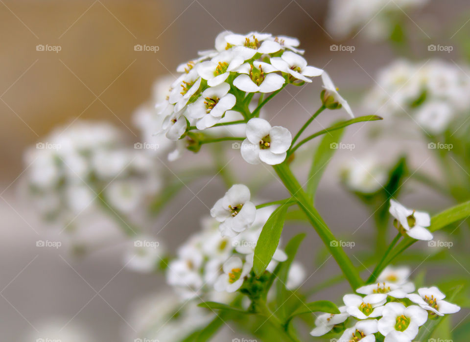 Arabis. White garden perennial flower with a crown of small flowers, close-up, on a juicy green blurry background. Square format, macro shot