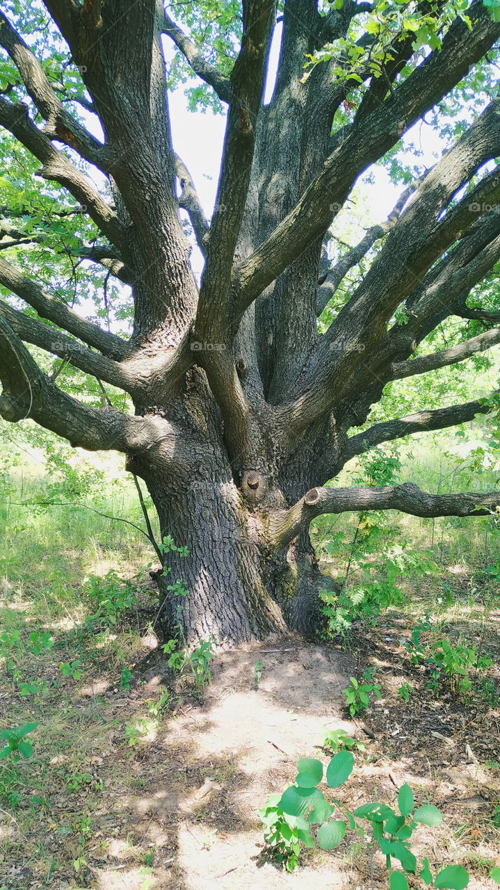 old branchy oak in the park