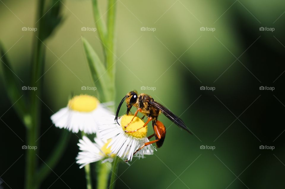Great Golden Digger Wasp 