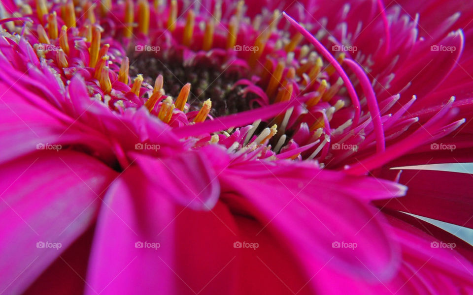 GERBERA FLOR FLOWER CLOSEUP PINK