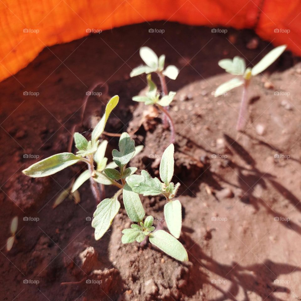 tomato saplings