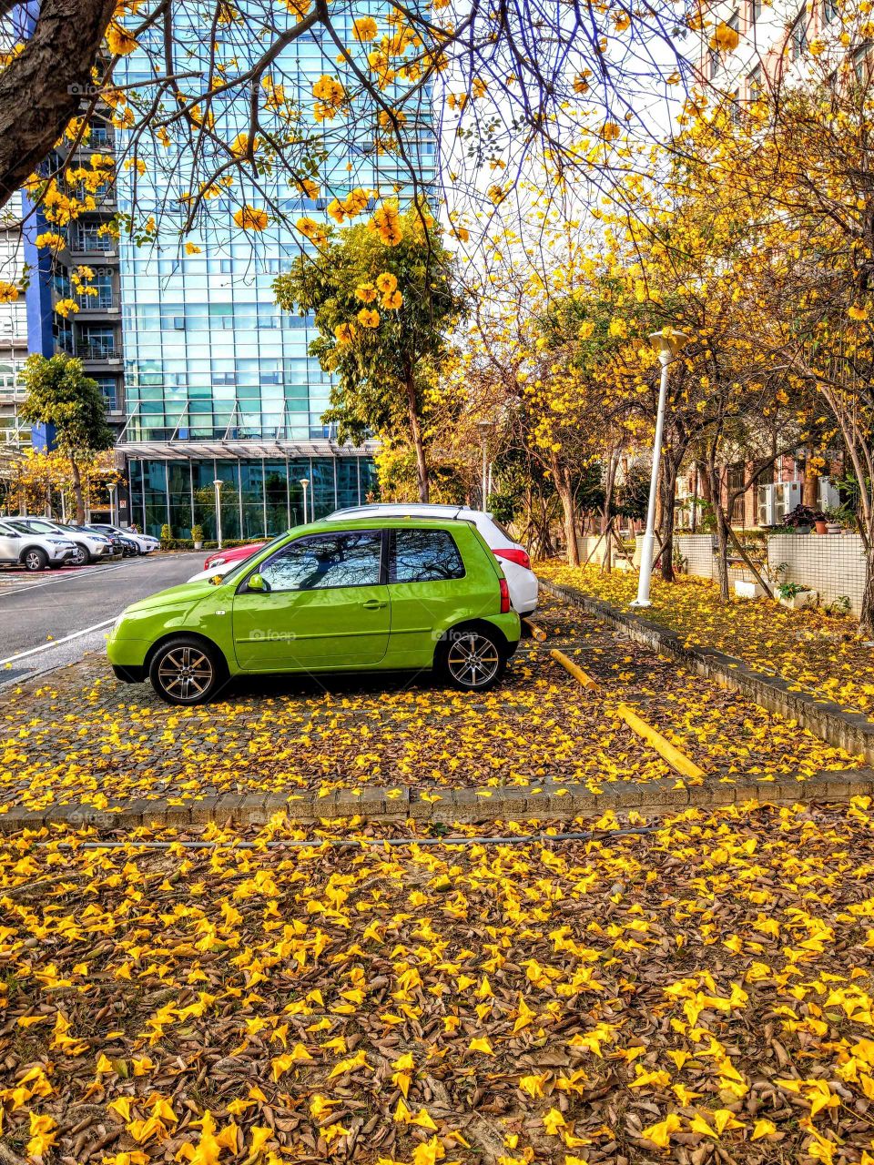A parking lot and the yellow fallen flowers in spring that was a beautiful landscape.