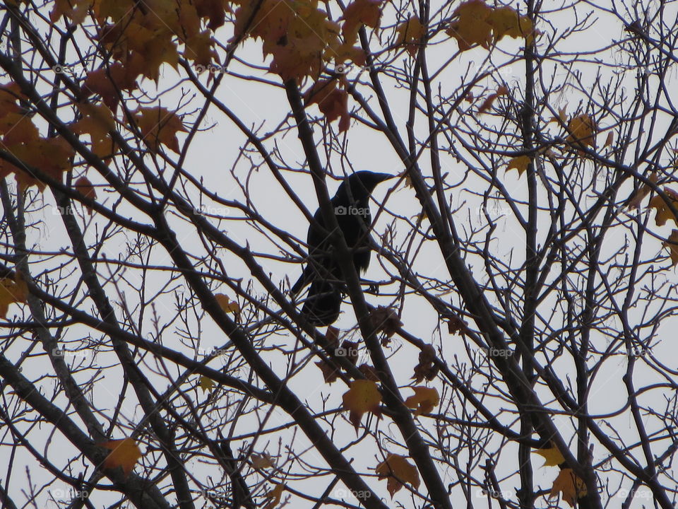 The leaves have fallen leaving a great view for the crow
