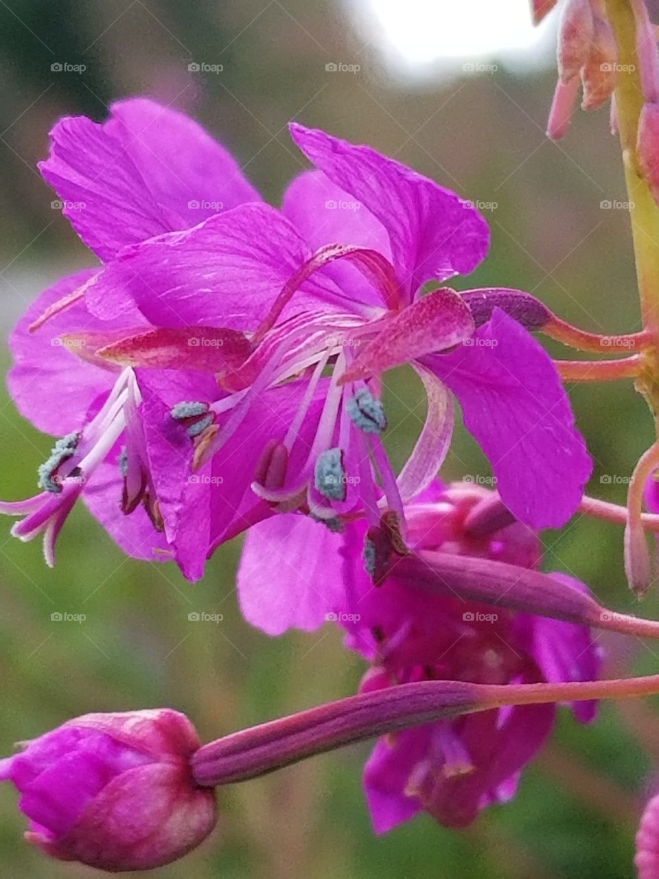 blue pollen on Alaskan Fireweed